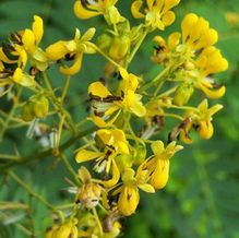 Cassia (syn. Senna) marilandica