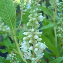 Clethra alnifolia 'Anne Bidwell'