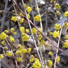 Cornus mas 'Aurea'