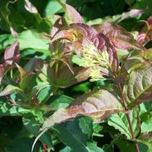 Diervilla lonicera 'Copper'