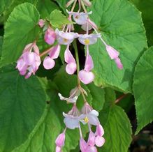 Begonia sinensis