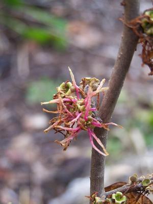 And now for something completely different: Hamamelis virginiana 'Mohonk Red'