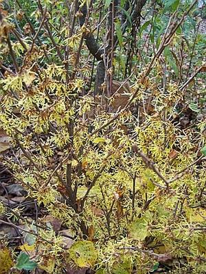 Small and sweet is Hamamelis virginiana 'Little Suzie'. Pic taken on October 29, 2014