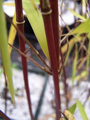 The red stems of Fargesia nitida 'Juizhaigou'
