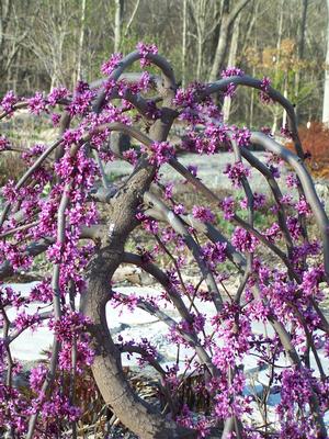 Cercis canadensis 'Covey' weeps and dances.