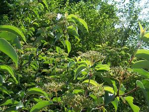 Cornus racemosa detail displaying perfect green leaves and multiple racemes with developing berries