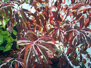 Cornus racemosa 'Huron' fall tones
