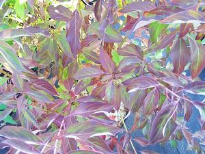 Cornus racemosa 'Irish Setter' donning fall colors