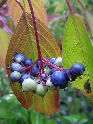 Cornus amomum, the Silky Dogwood, with the violet-red pedicel structure providing strong, juicy contrast to the glorious blue fruits.