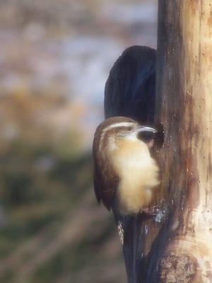 Carolina Wren on a woodpecker feeder log