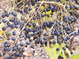 Chionanthus virginicus is but one of many plants whose annual timing is followed at Arnold Arboretum. A dioecious woody, the remarkable autumn fruit is olive-like on the females.