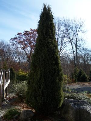 Juniperus communis 'Pencil Point' aka 'Sentinel'