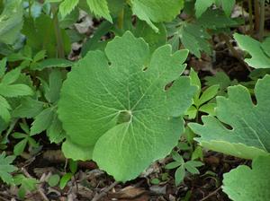 Bloodroot's typical summer leaf