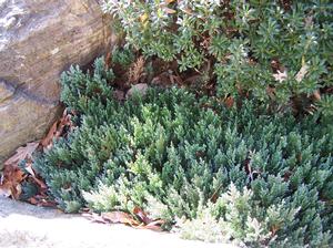 Juniperus horizontalis 'Grey Forest'