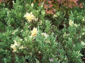 Juniperus davurica 'Expansa Aureo-spicata'