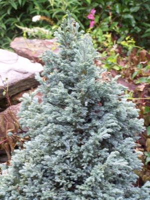 Chamaecyparis pisifera 'Baby Blue' - a fuzzy pic but you get the idea