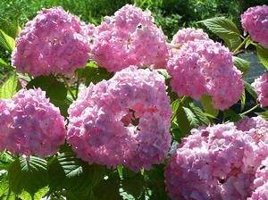 Hydrangea macrophylla 'Dooley', a mop head, is remontant and will bloom further inland.