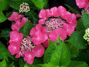 A lace cap form of Hydrangea macrophylla. This is 'Kardinal', not a remontant type - better planted nearer the coast from Provincetown south.