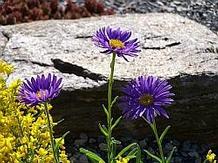 Aster alpinus 'Dark Beauty' Aster alpinus 'Dark Beauty'