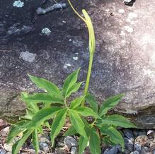 Pinellia Pinellia