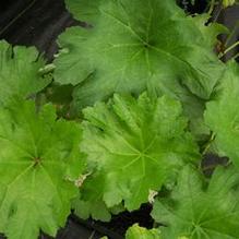 Indian Rhubarb Indian Rhubarb