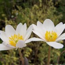 Bloodroot Bloodroot