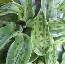 Giant Squill Giant Squill