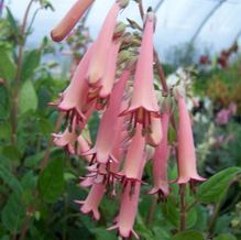 Cape Fuschia Cape Fuschia