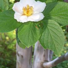 Japahese Stewartia Japahese Stewartia