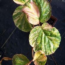 Scarlet-leaved Viburnum Scarlet-leaved Viburnum