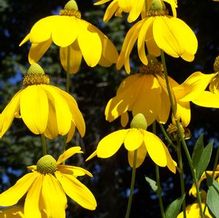 Shining Coneflower Shining Coneflower