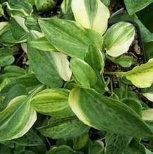 Giant Squill Giant Squill