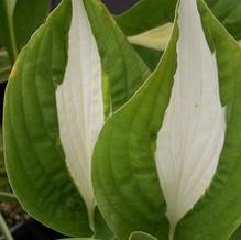 Hosta (Medium) Hosta (Medium)