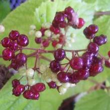 American Spikenard American Spikenard