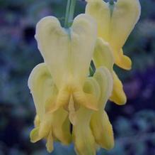 Yellow Bleeding Heart Yellow Bleeding Heart