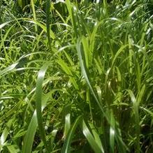 Sweet Grass Sweet Grass