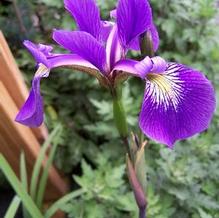 Iris Iris