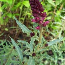 Burgundy Gooseneck Burgundy Gooseneck