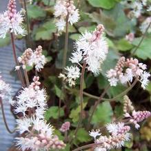 Wherry's Foamflower Wherry's Foamflower