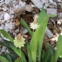 Fraser's Sedge Fraser's Sedge