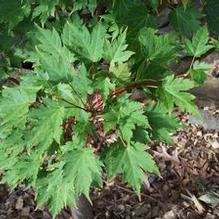 Butterfly Maple Butterfly Maple