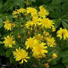 Spotted Hawkweed Spotted Hawkweed
