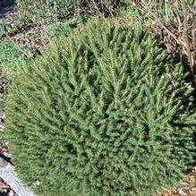 Dwarf Norway Spruce Dwarf Norway Spruce