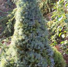 Dwarf Alberta Spruce Dwarf Alberta Spruce