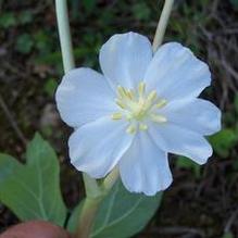 Mayapple Mayapple