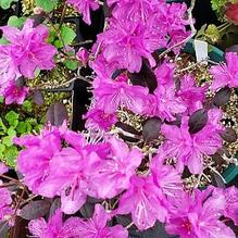 Rhododendron Rhododendron