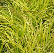 Sedge Sedge