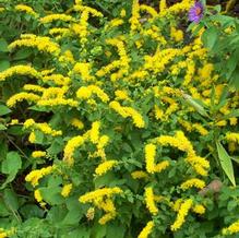 Dwarf Goldenrod Dwarf Goldenrod