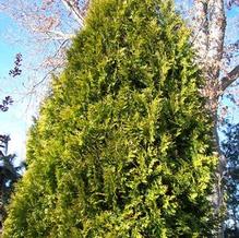 Golden Arborvitae Golden Arborvitae
