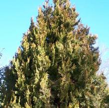 Chinese Arborvitae Chinese Arborvitae